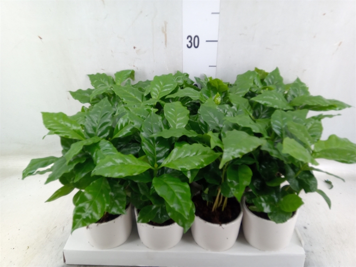 <h4>Coffea arabica</h4>