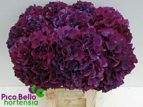 <h4>Hydrangea mag ruby red purple</h4>