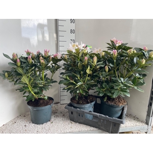 RHOD CAU CUNNINGH WH