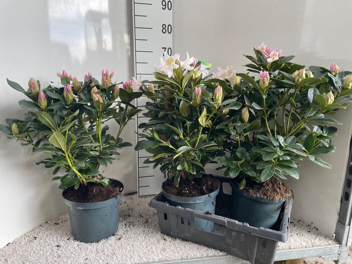 <h4>RHOD CAU CUNNINGH WH</h4>