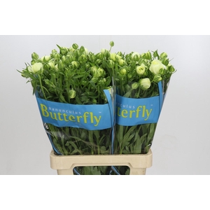 Ranunculus Butterfly Graces