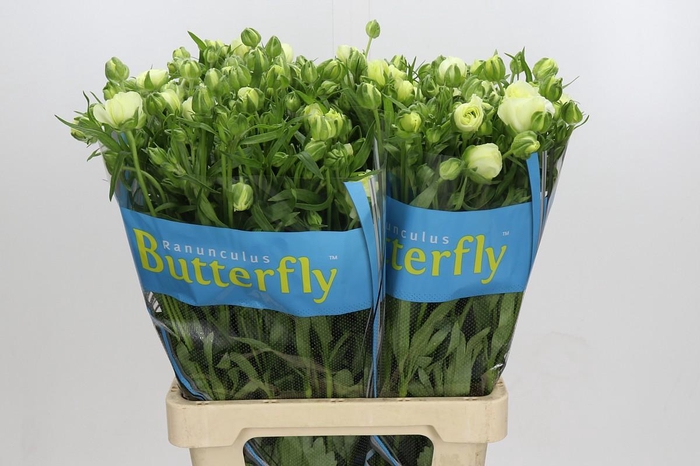 <h4>Ranunculus Butterfly Graces</h4>
