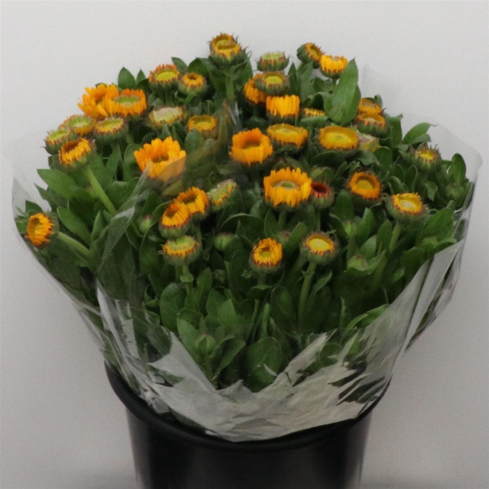 <h4>Calendula Yellow</h4>