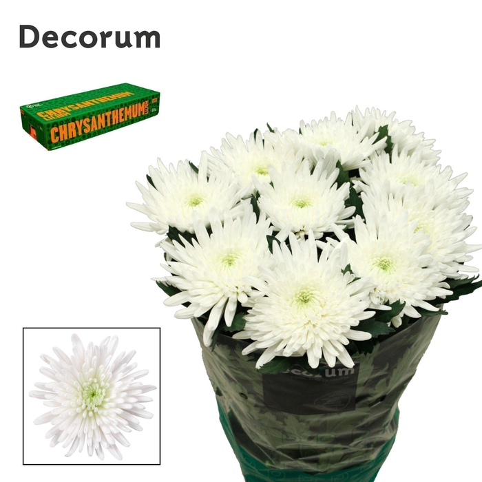 <h4>Chrysanten Chr G Topspin</h4>