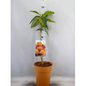 Fruitplanten   ...fruitbomen