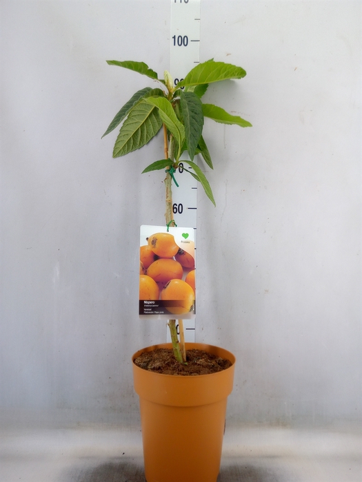 <h4>Fruitplanten   ...fruitbomen</h4>