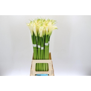 Zantedeschia Eydolls White