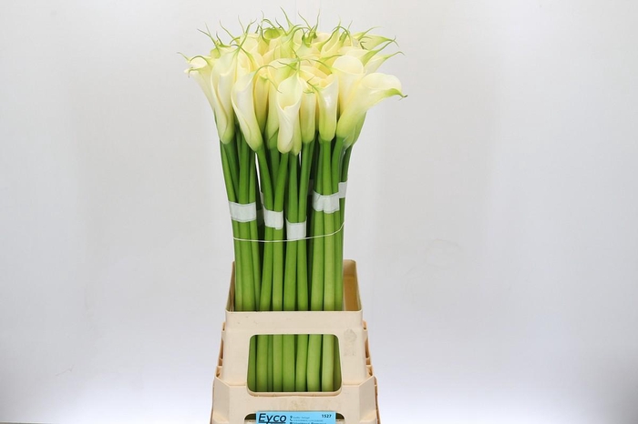 Zantedeschia Eydolls White