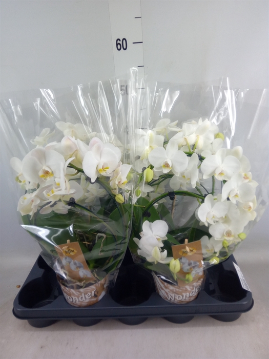 <h4>Phalaenopsis   ...</h4>