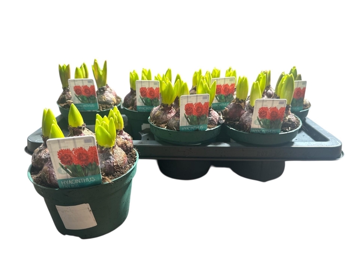 <h4>HYACIN JAN BOS</h4>