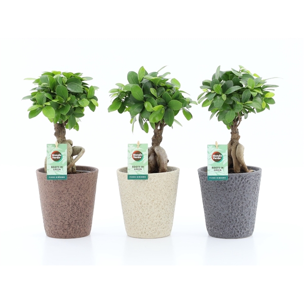 Ficus micr. Ginseng in Nature keramiek