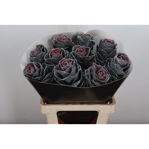 Snijgroen Brass Klb H