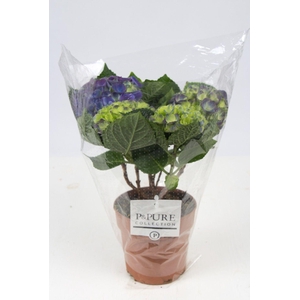 Hydrangea blue P&PURE Collection
