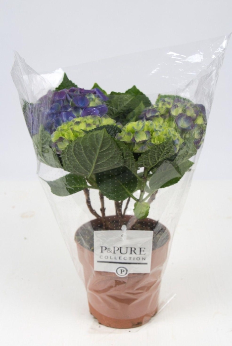 <h4>Hydrangea blue P&PURE Collection</h4>