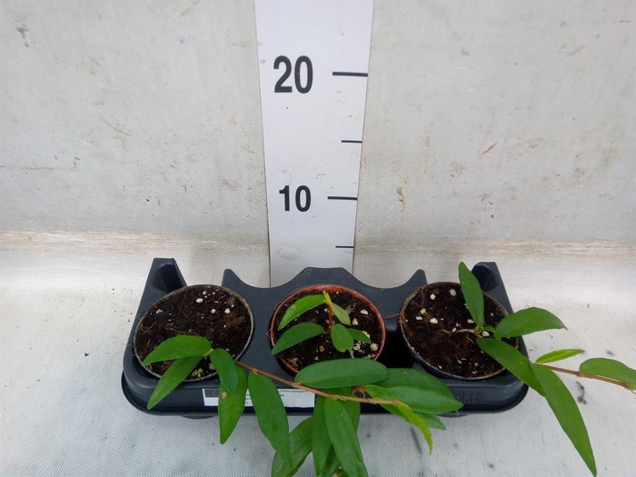 <h4>Planten   ... L%</h4>