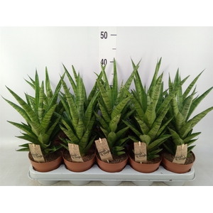 Sansevieria cyl.  ...
