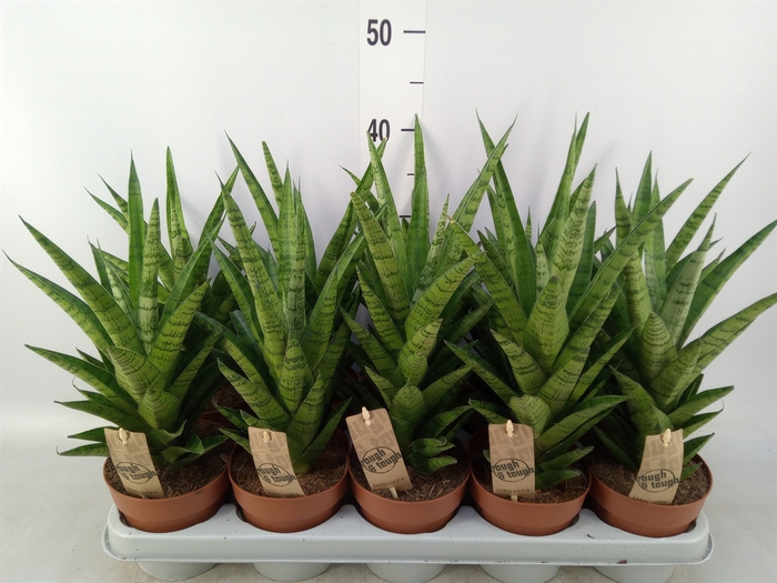 <h4>Sansevieria cyl.  ...</h4>