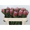 Protea Pink Ice