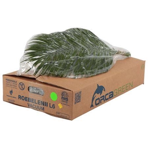 PHOENIX ROEBELINII VACUUM 60CM