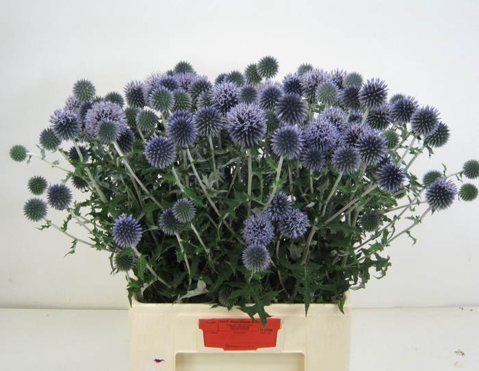 <h4>ECHIN BA BLUE GLOBE</h4>