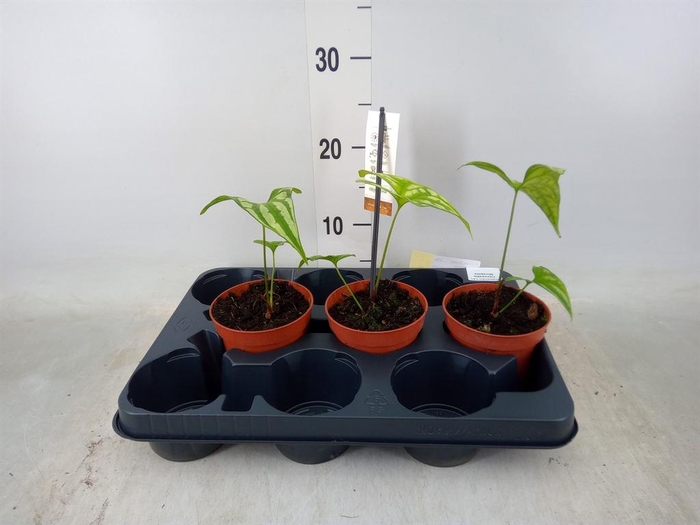 <h4>Planten Groen   ...L%</h4>