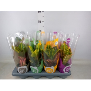 Codiaeum var. GR 'Petra'