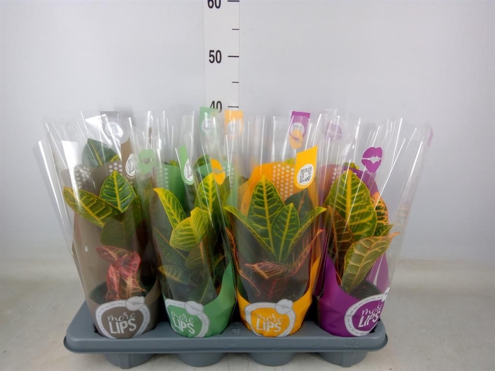 <h4>Codiaeum var. GR 'Petra'</h4>