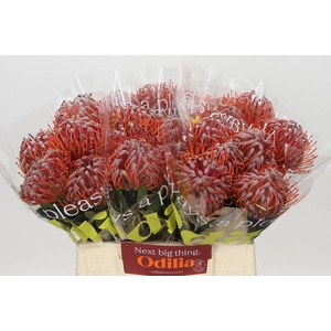 LEUCO SCARLET RIBBON