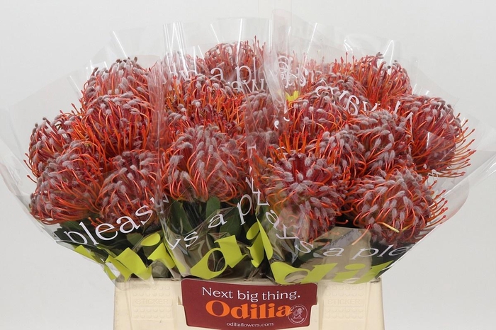 <h4>LEUCO SCARLET RIBBON</h4>