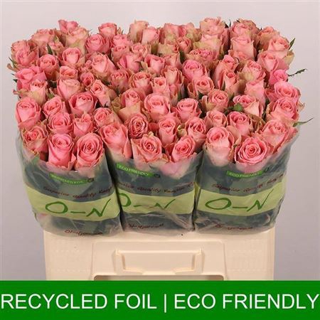 <h4>Rosa grootbloemig Hermosa+</h4>
