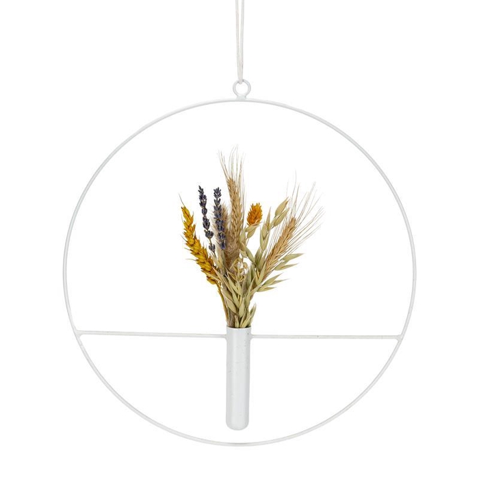 SETARIA PALMIFOLIA hoop
