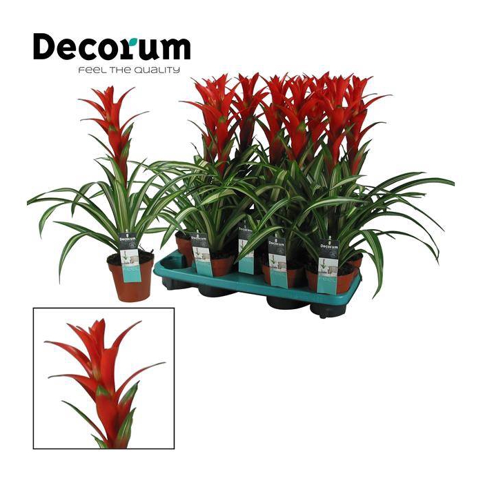 <h4>Guzmania Bandera 13Ø 55cm</h4>