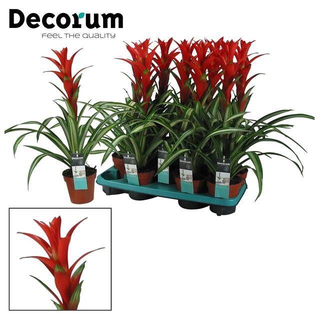 Guzmania Bandera 13Ø 55cm