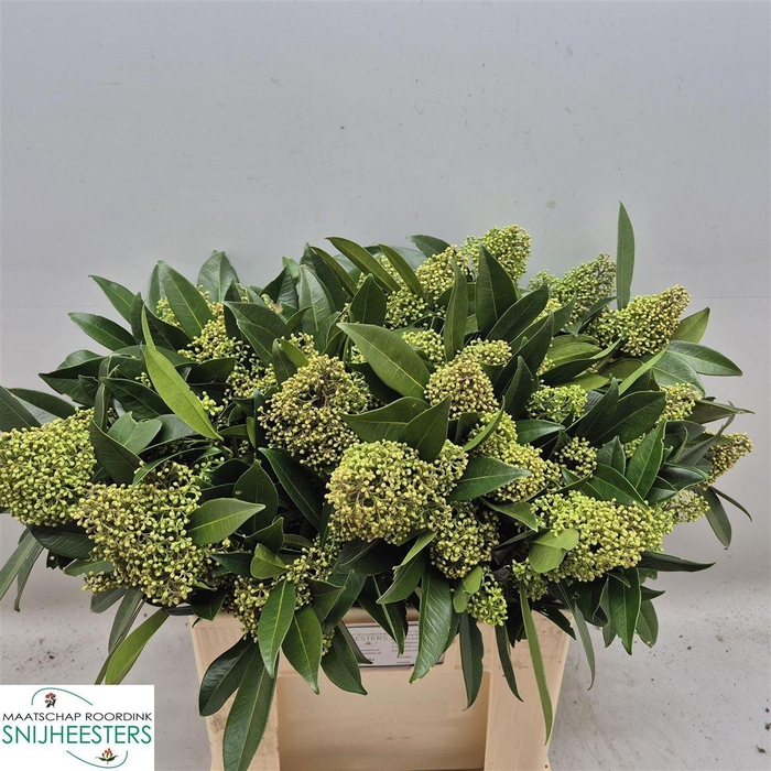 <h4>Skimmia C Kew Green Bs</h4>