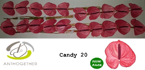 ANTH A CANDY 20 fl