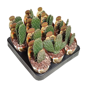 OPUNTIA CONSOLEA RUBESCENS - POT Ø 6,5 - COLLECTION WITH POTCOVER (CACTUS)