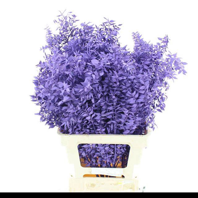 <h4>RUSCUS OV KLB H%</h4>