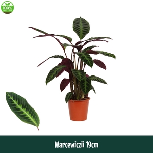 Calathea 19cm Warcewiczii - Living