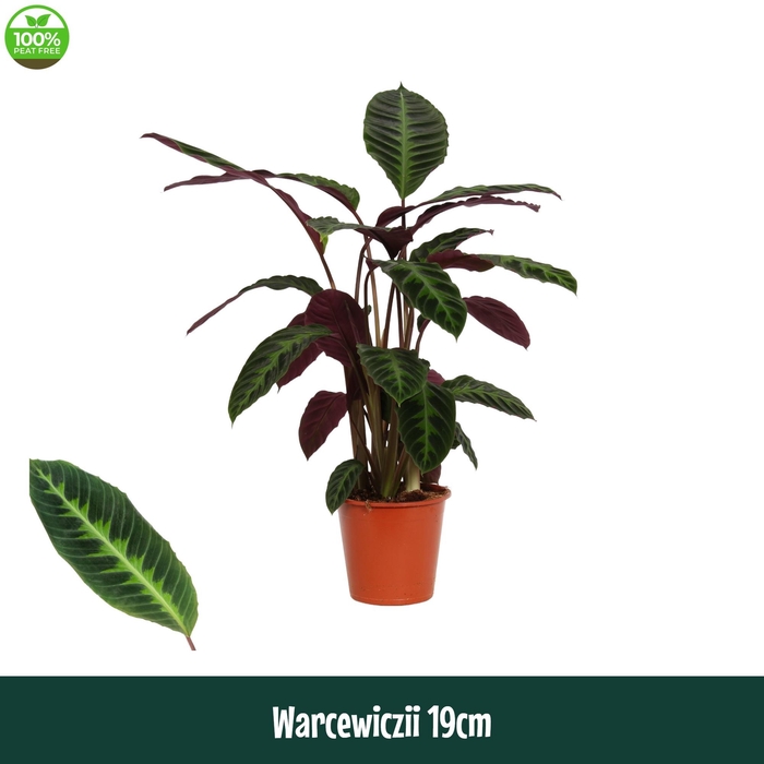 <h4>Calathea 19cm Warcewiczii - Living</h4>