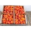 Sier Cuc Solanum Red X4