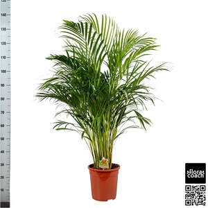 DYPSIS LUTESCENS