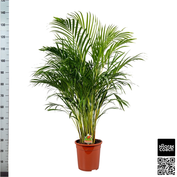 <h4>DYPSIS LUTESCENS</h4>
