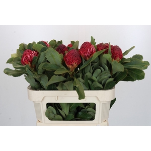 Protea Waratah