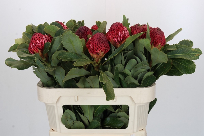 <h4>Protea Waratah</h4>