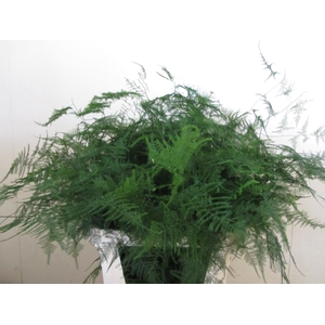 ASPARAGUS SETACEUS