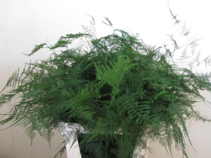 <h4>ASPARAGUS SETACEUS</h4>