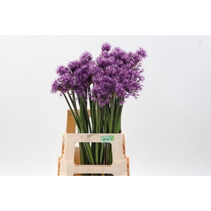 Allium Early Emperor