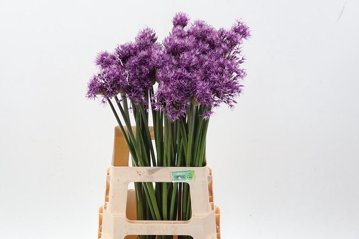 <h4>Allium Early Emperor</h4>