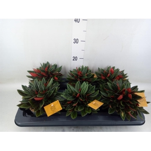 Peperomia caperata 'Rosso'