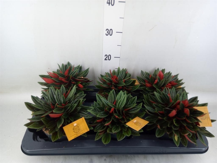 <h4>Peperomia caperata 'Rosso'</h4>